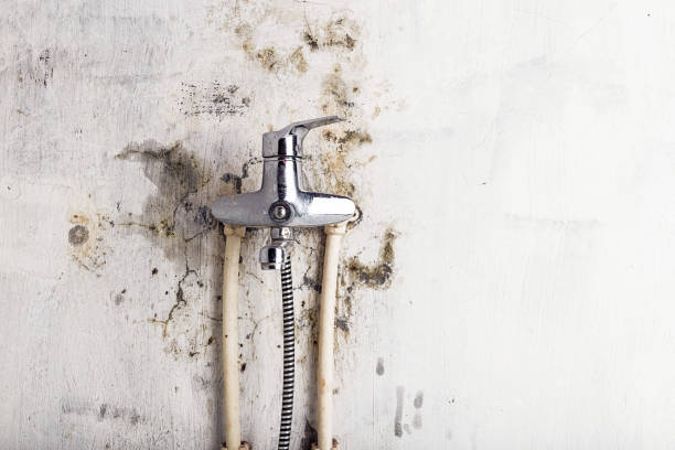 Best Basement Mold Remediation in Amarillo, TX