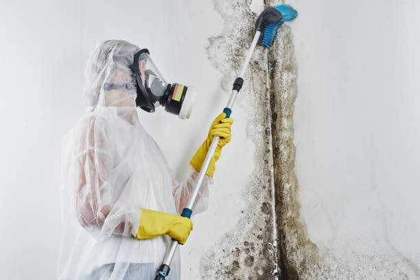 Professional Mold Remediation in Amarillo, TX