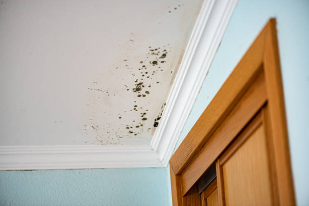 Best White Mold Remediation in Amarillo, TX