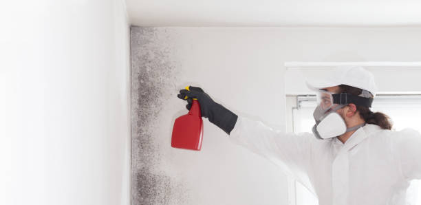 Best Industrial Mold Remediation in Amarillo, TX